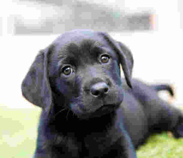 Comprehensive Parasite Protection for Puppies